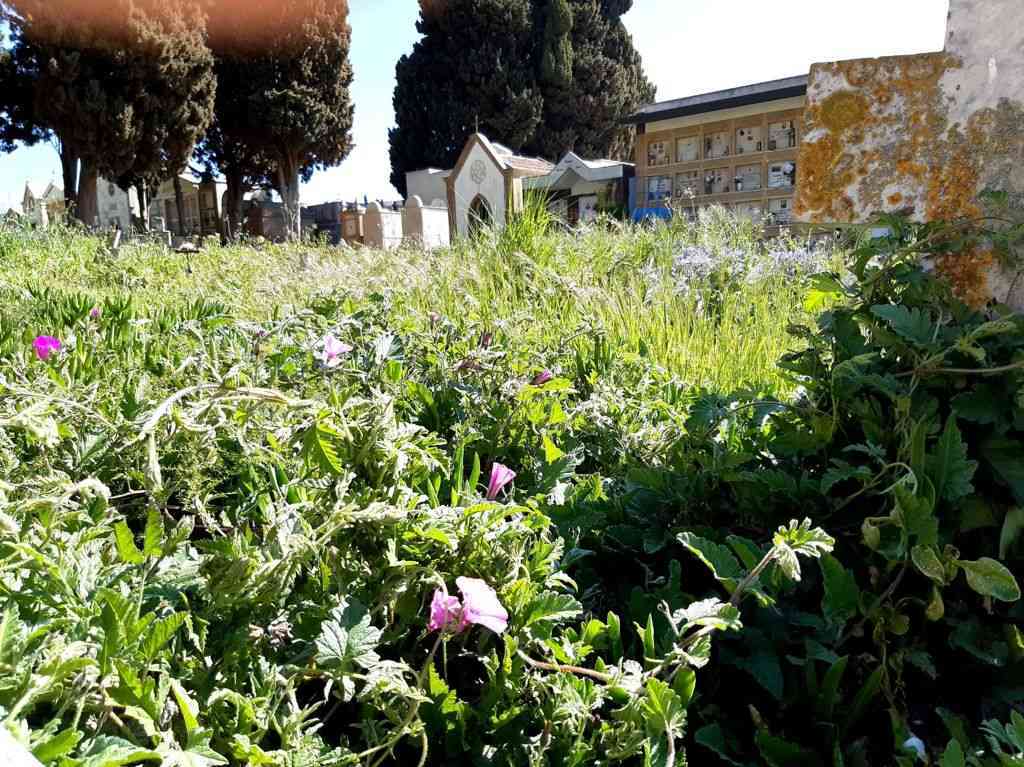 Immagine articolo: Salaparuta, presentata interrogazione da consigliere comunale di “ViviAmo Salaparuta“ su cimitero