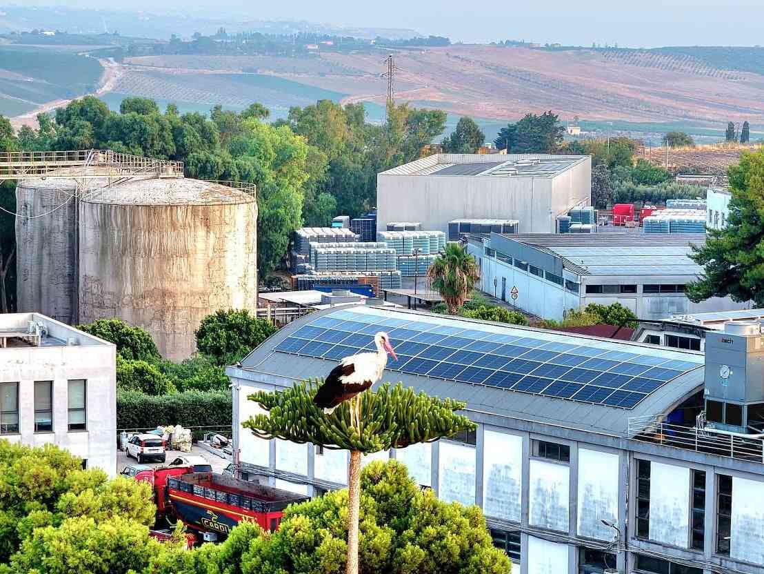 Immagine articolo: Passaggio di cicogne sui cieli di Menfi durante la rotta migratoria