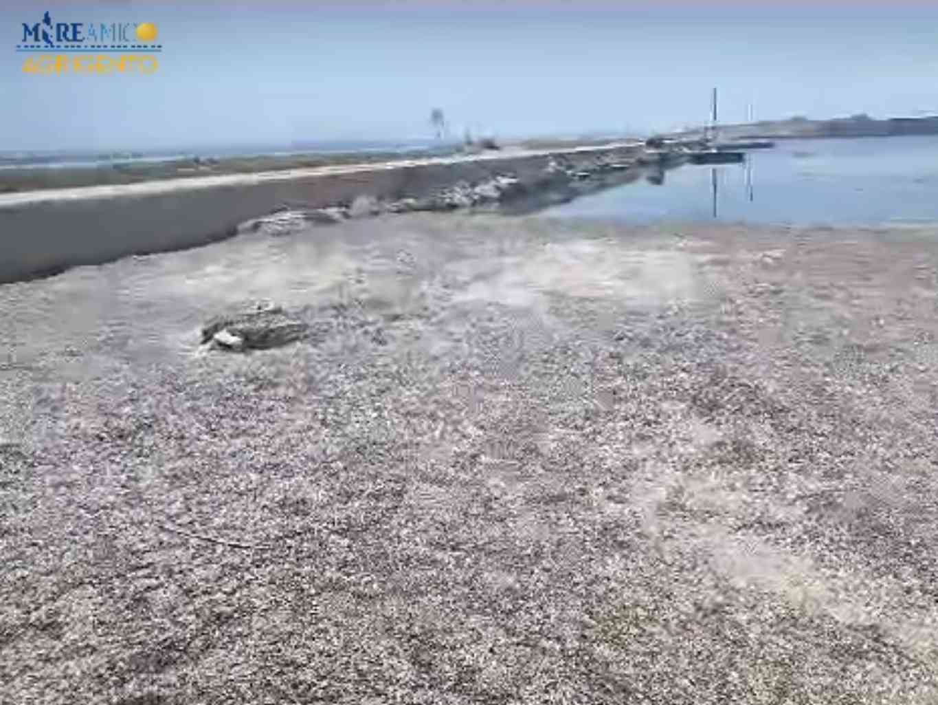 Immagine articolo: Mareamico: “Menfi da 27 anni bandiera blu. non si può dire lo stesso del porto“. Il video