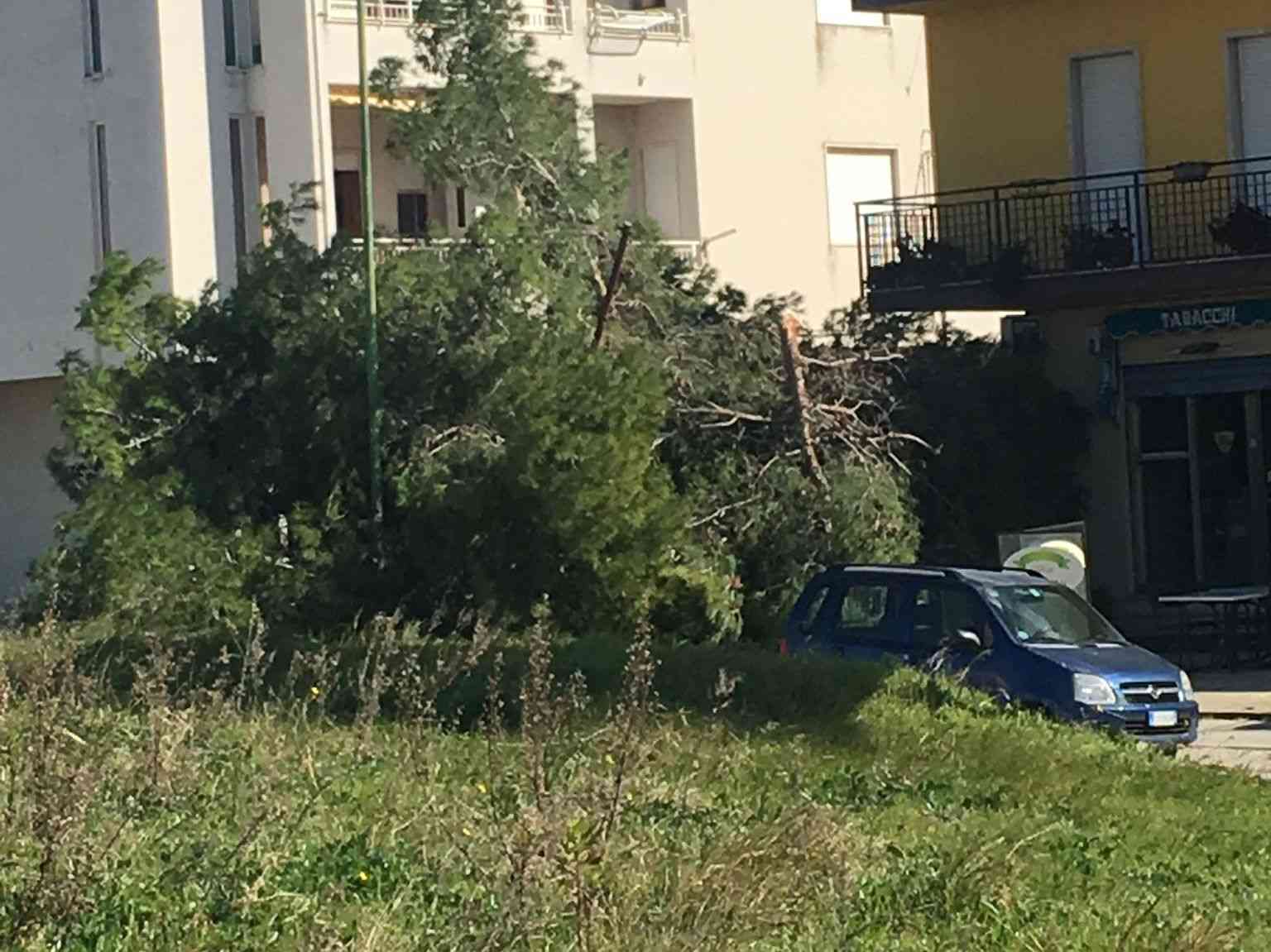 Immagine articolo: Menfi, grosso albero cade in via Inico