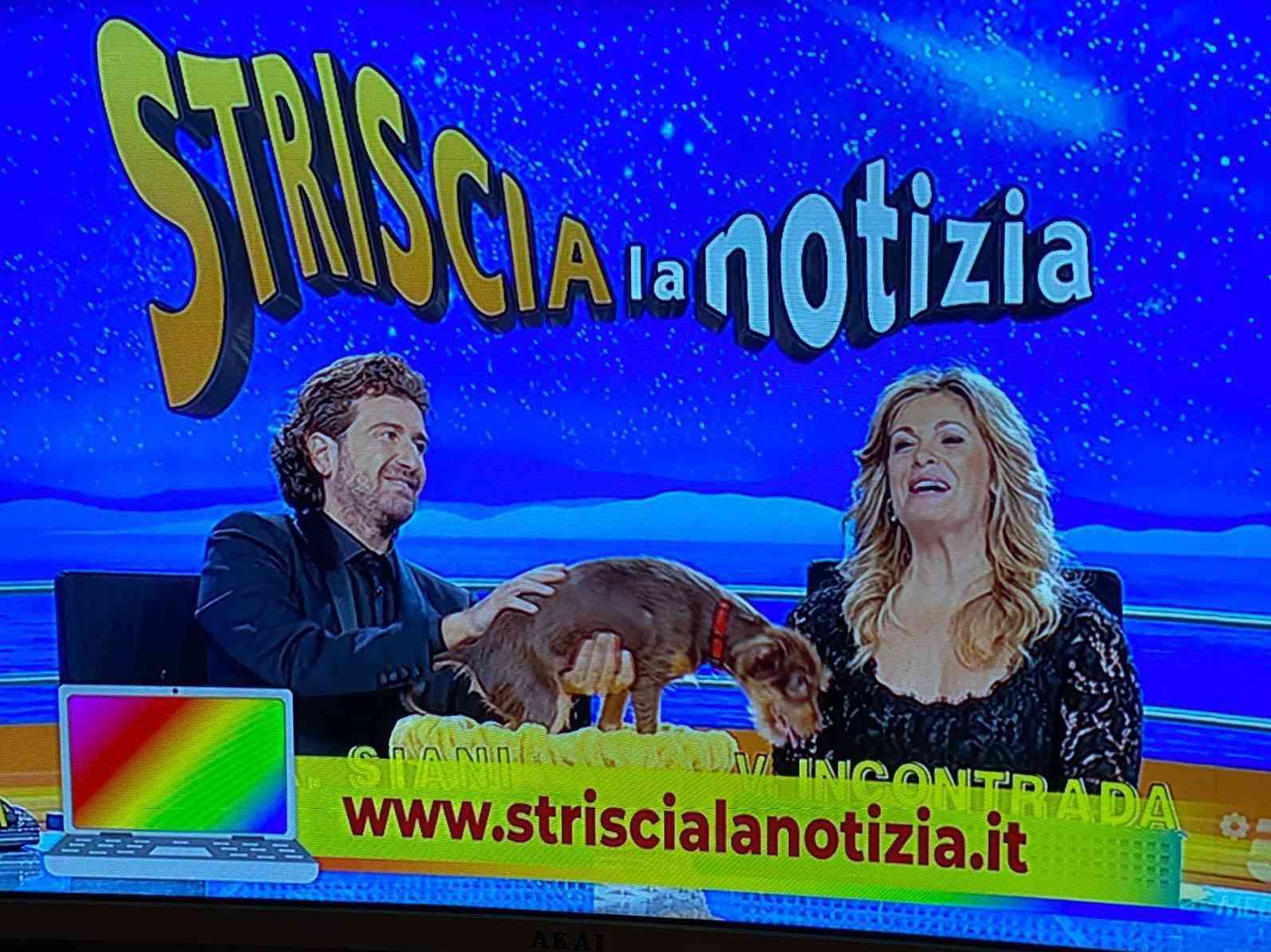 Immagine articolo: Dall’abbandono in strada a Menfi agli studi di Striscia la Notizia. Storia a lieto fine per “Castagna”