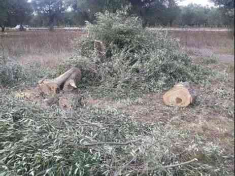 Immagine articolo: Sciacca, raso al suolo l'uliveto di un imprenditore di Caltabellotta: tagliati 40 alberi