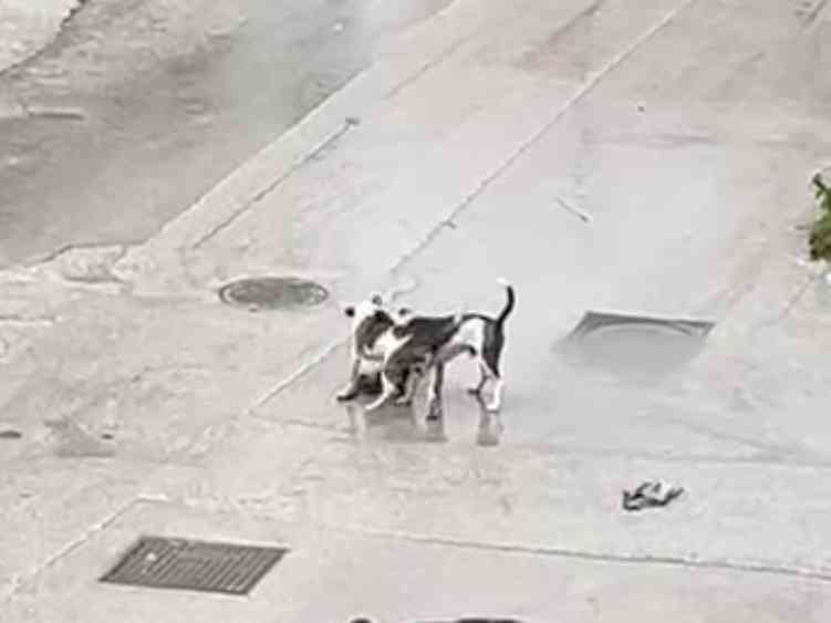 Immagine articolo: Menfi: due Pit Bull azzannano e uccidono un cagnolino al guinzaglio