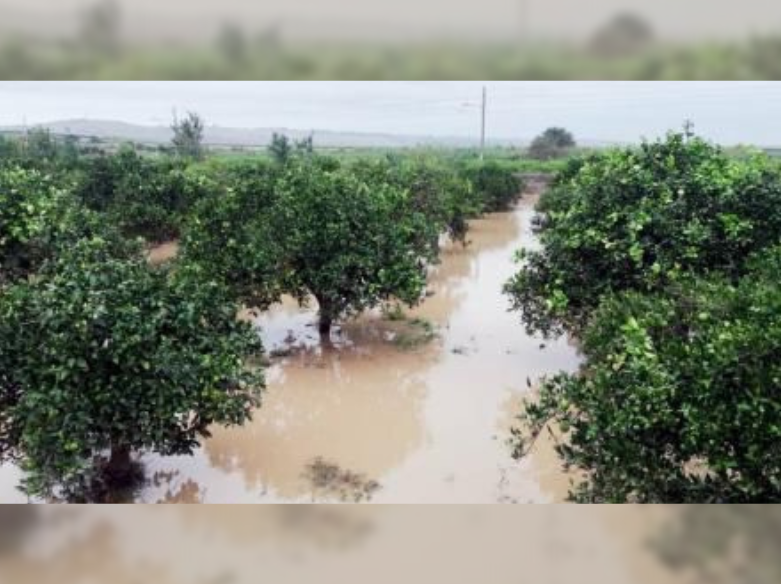 Immagine articolo: Agricoltura, ok dalla Giunta a richieste di calamità. Ci sono anche Menfi, Santa Margherita, Montevago e Sambuca