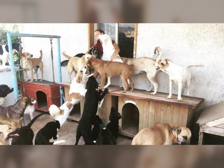 Immagine articolo: Santa Margherita, allarme randagi. Appello dell'animalista Chiara Calasanzio: «Cittadini a rischio»