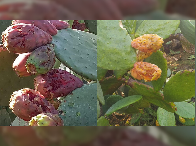 Immagine articolo: Santa Margherita, oltre un milione di euro di danni a causa del nubifragio