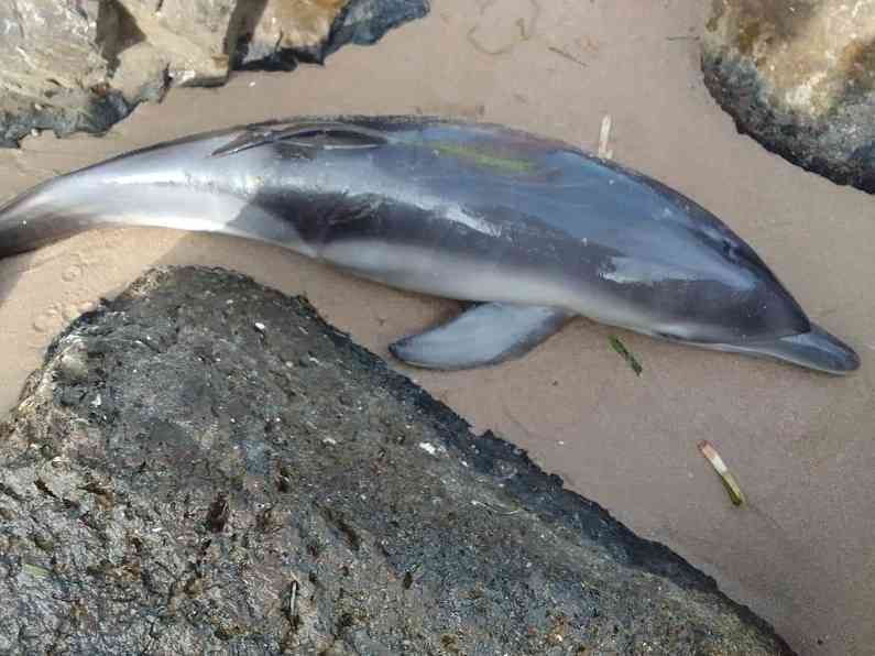 Immagine articolo: Cucciolo di delfino trovato morto a Porto Palo