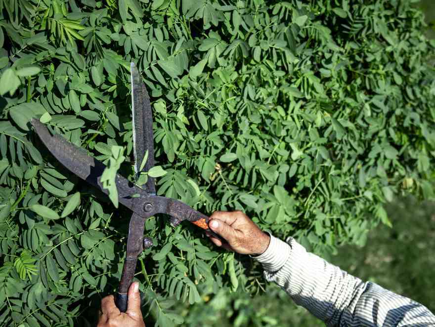Immagine articolo: Il Comune di Menfi ottiene un finanziamento per la cura e valorizzazione di alberi monumentali