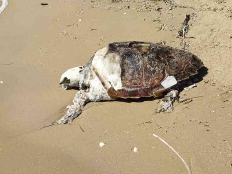 Immagine articolo: Tartaruga trovata morta sull’arenile a Capparrina