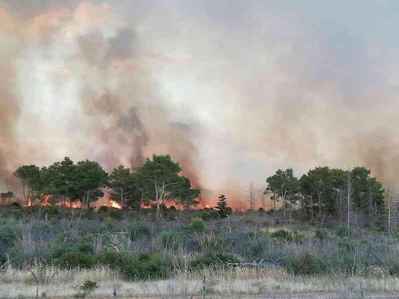 Immagine articolo: Menfi, ancora alberi a fuoco a Magaggiaro. Bosco ancora una volta martoriato dalle fiamme