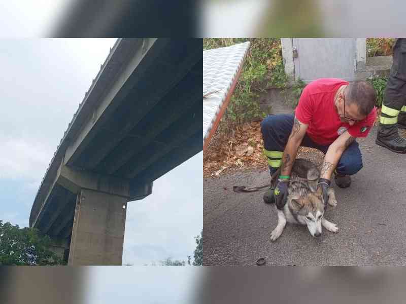 Immagine articolo: Cane lanciato da viadotto sulla Palermo-Sciacca. È in salvo. Adesso le indagini