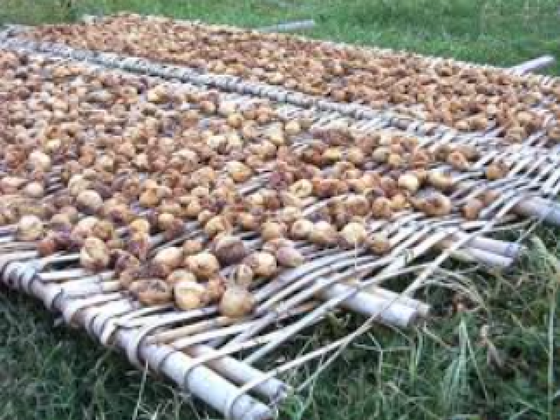 Immagine articolo: Quando ai bambini si regalavano fichi secchi, cotogne e “favi caliati“