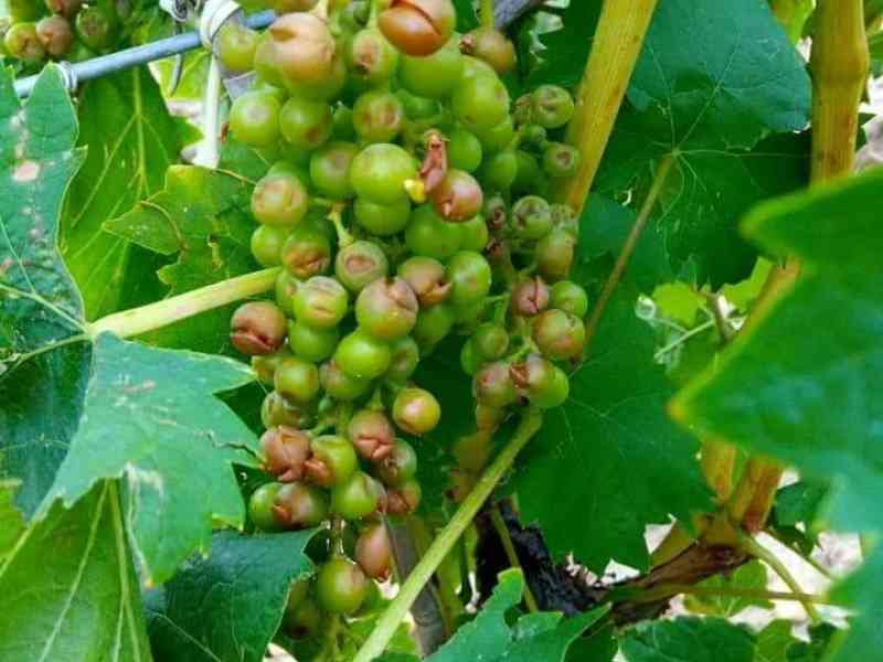 Immagine articolo: Santa Margherita di Belice, danni all'agricoltura dopo le forti grandinate