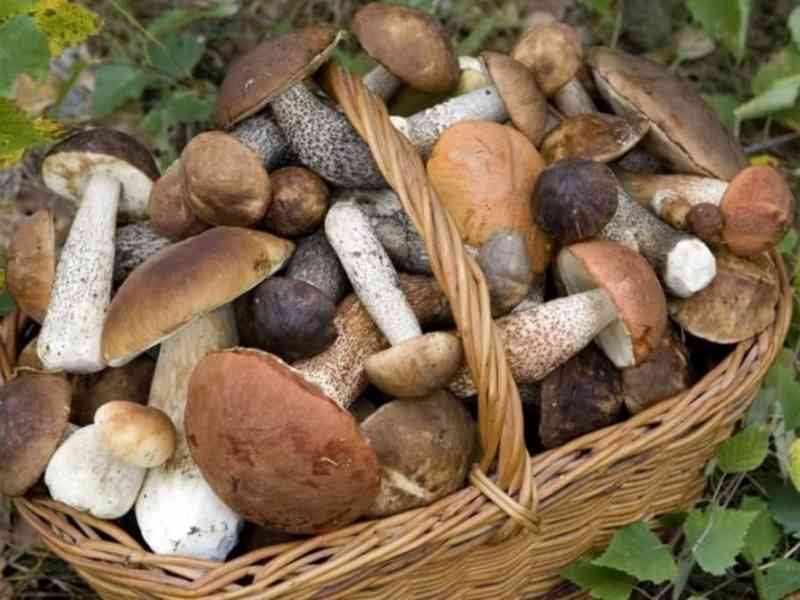 Immagine articolo: Alla scoperta dei funghi: proprietà, valori nutrizionali e calorie