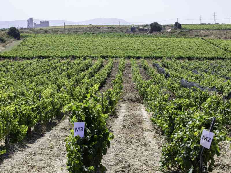 Immagine articolo: Menfi. Si conclude progetto di 3 anni che promuove la biodiversità vitivinicola