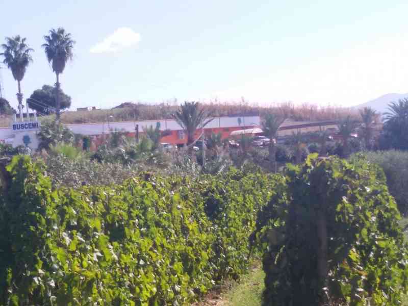 Immagine articolo: Castrenziu” e la “vinnigna“. Racconto di Tanina Lipari