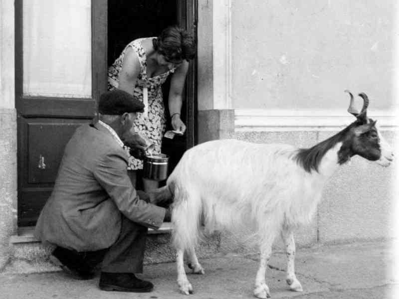Immagine articolo: Quando il latte arrivava nelle case grazie a “lu craparu“. Ricordi di una pastorizia ormai dimenticata