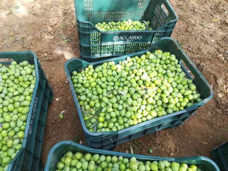 Immagine articolo: Alla scoperta della nocellara del Belice tra caratteristiche e proprietà curative di varie malattie