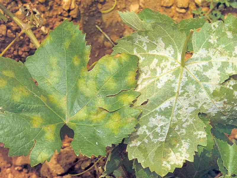 Immagine articolo: Montevago, danni ai vigneti dovuti all'attacco di “peronospora“. Operatori del settore vitivinicolo potranno denunciare i danni subiti