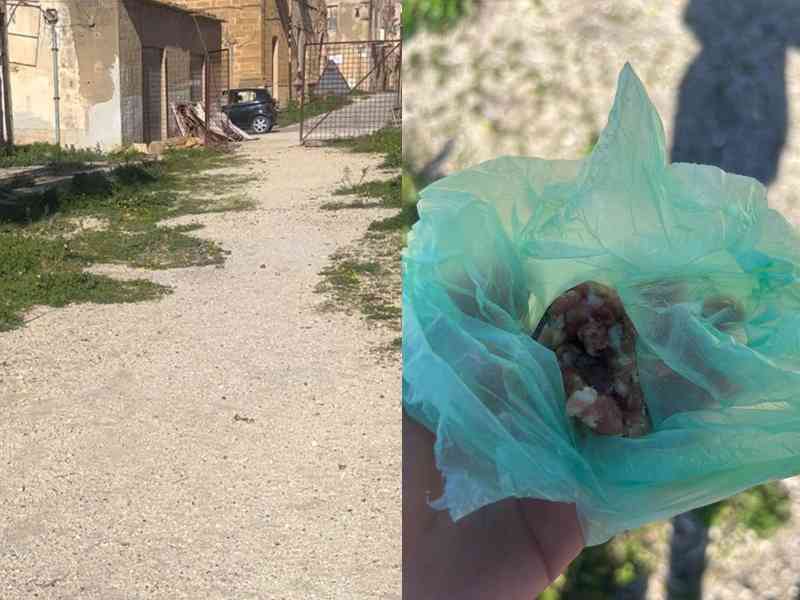 Immagine articolo: Menfi. La denuncia dei volontari: “Polpette avvelenate presso il vecchio Cinema Signorino“