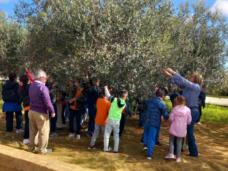 Immagine articolo: Montevago, alunni protagonisti della raccolta delle olive nei terreni comunali: olio donato alla mensa scolastica