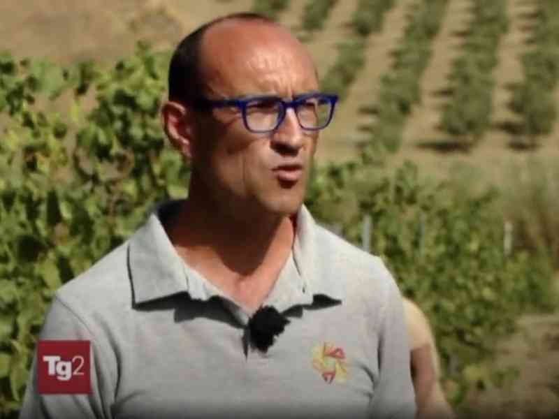 Immagine articolo: Il TG2 a Menfi per raccontare l'inizio anticipato da record della vendemmia
