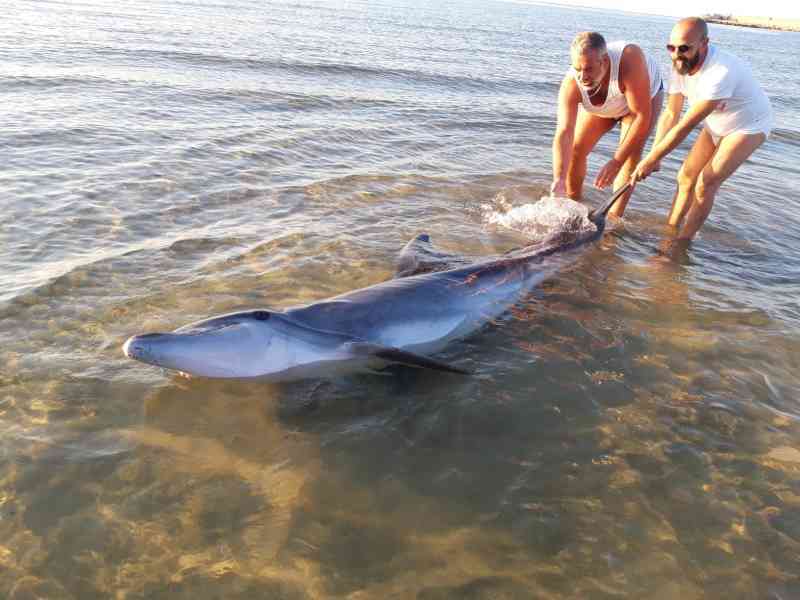 Immagine articolo: Porto Palo, delfino  arenato sulla spiaggia riprende il largo grazie ad alcuni bagnanti