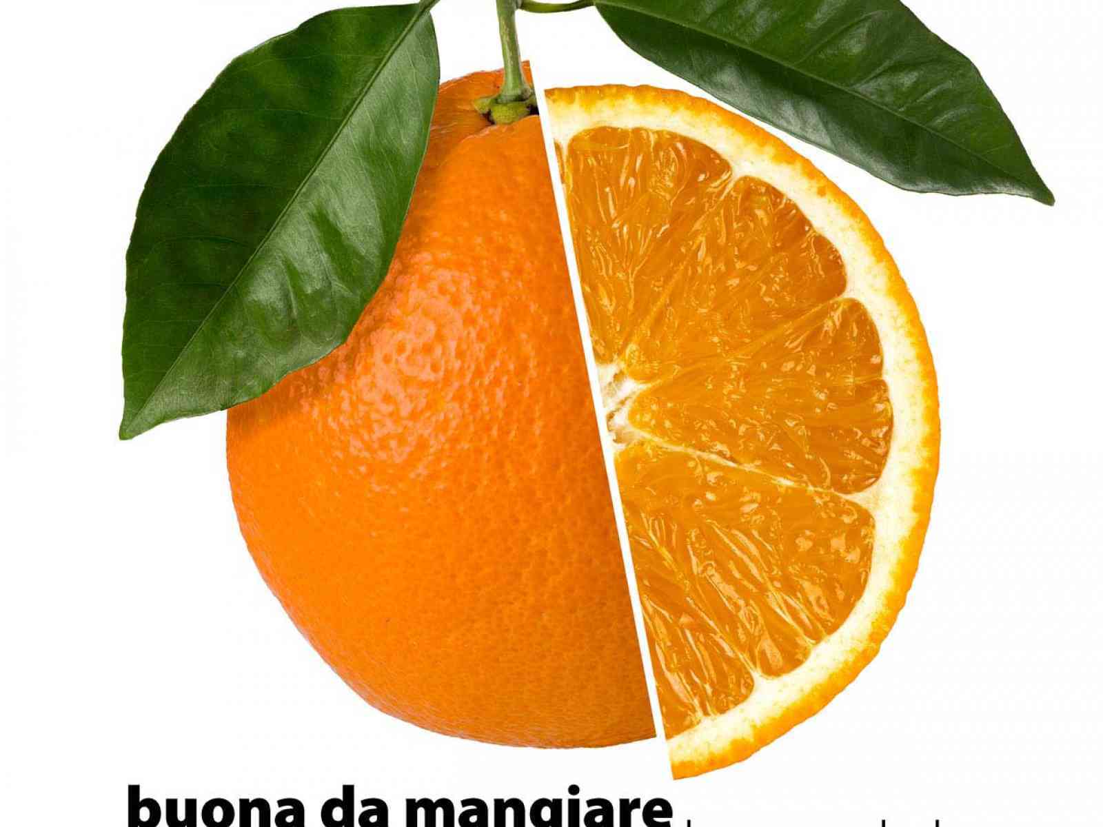 Arance di Ribera DOP: si apre con la cv navelina la campagna di commercializzazione 2014/2015