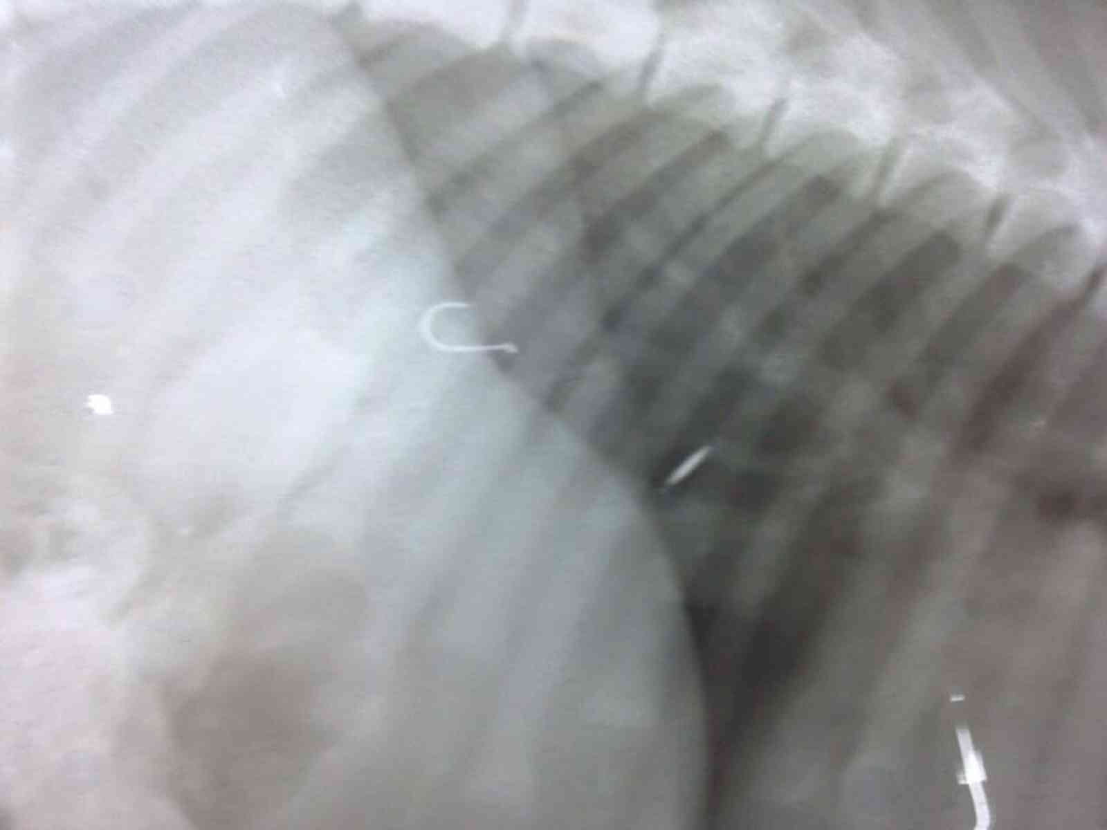 Menfi. Cane operato d'urgenza dopo aver ingoiato un amo abbandonato in spiaggia