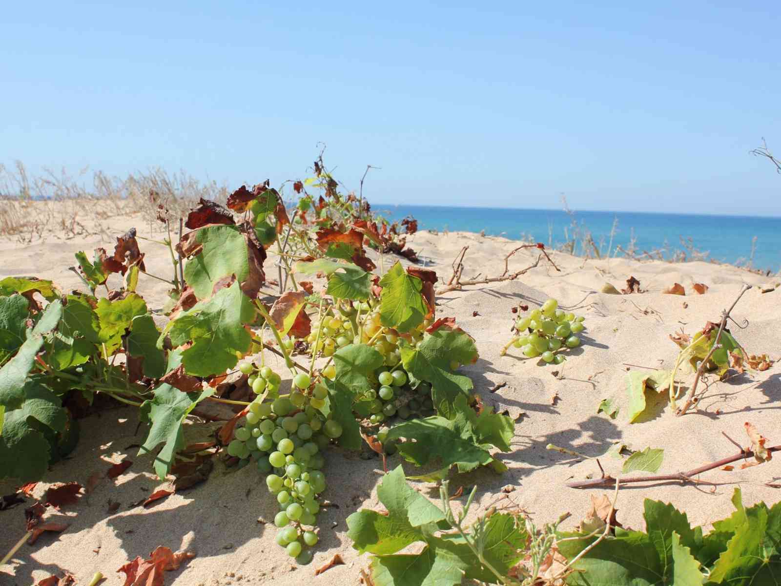 Meraviglie della natura: a Menfi l'uva cresce perfino in spiaggia