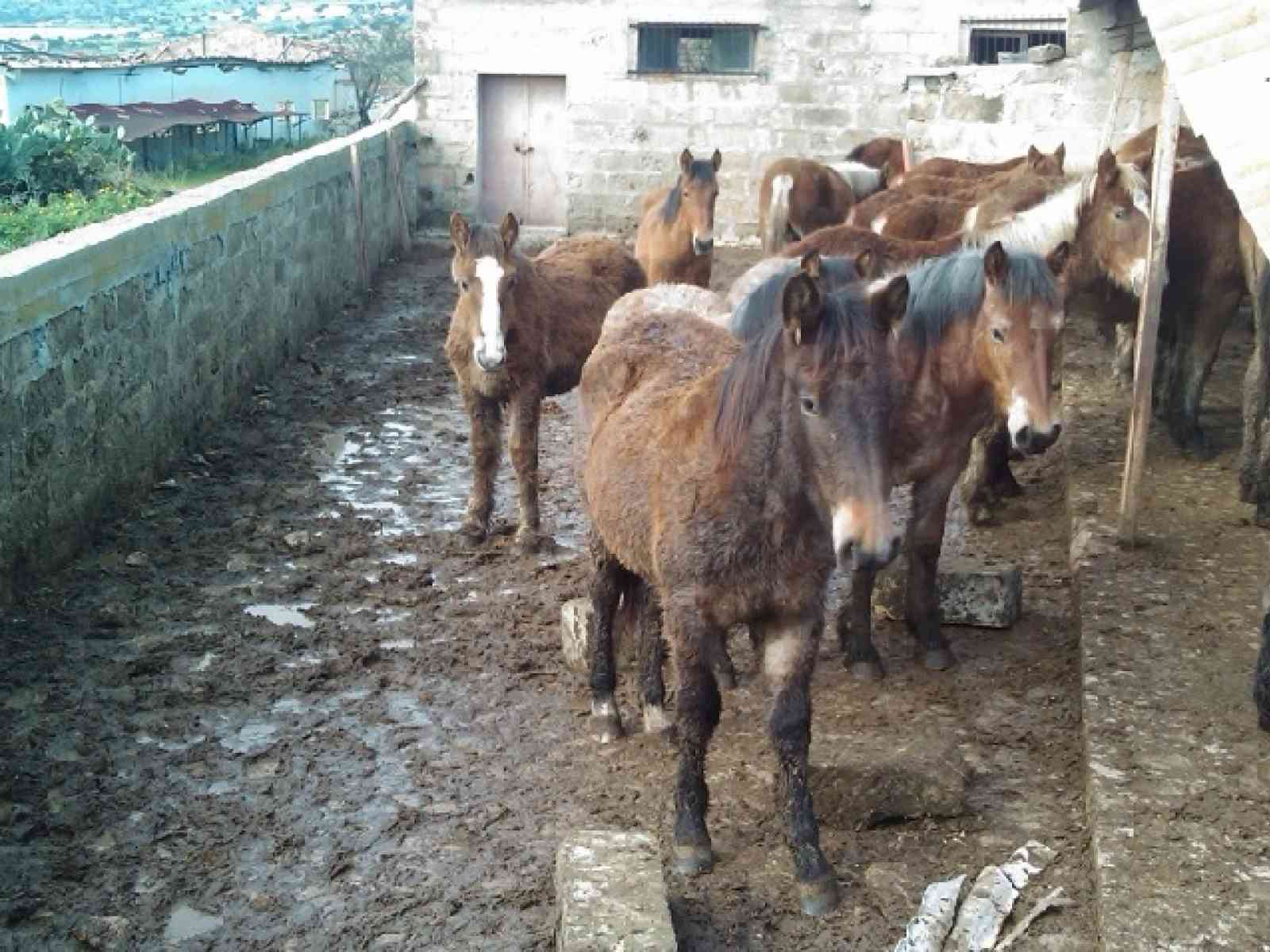 Maltrattava i suoi dodici cavalli