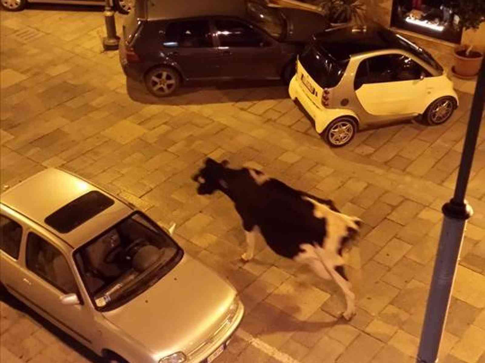 Menfi. Mucca passeggia per vie del centro storico tra lo stupore dei passanti