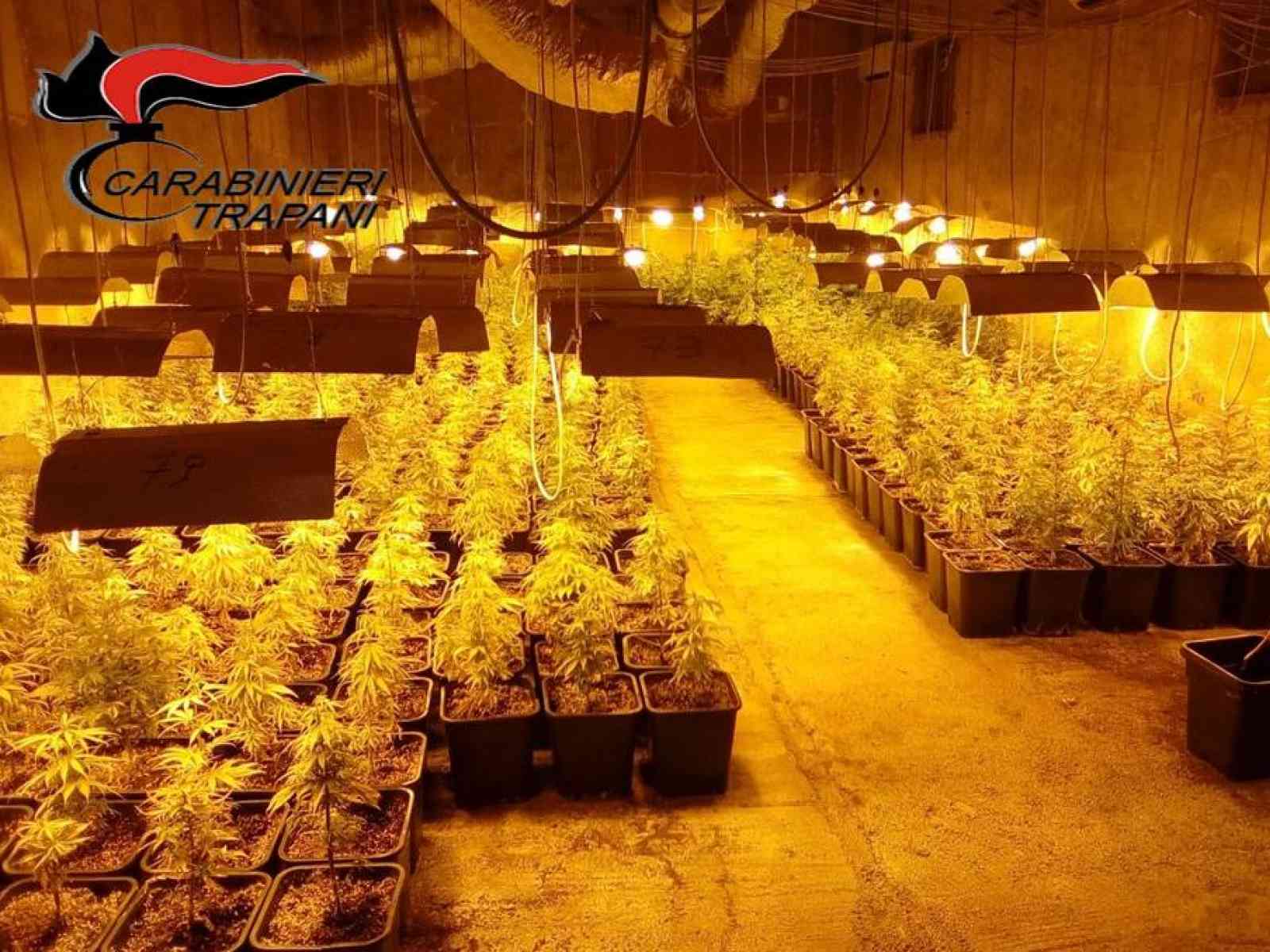 Poggioreale. Carabinieri scovano maxi-serra di marijuana, 651 le piante