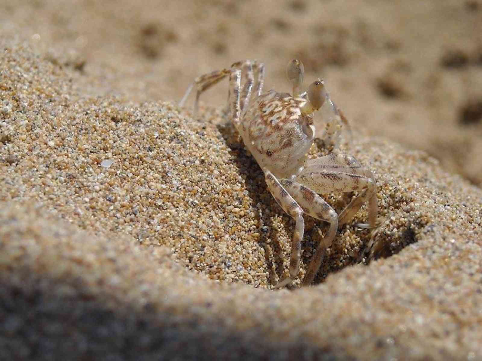 Il rarissimo “Granchio Fantasma“ sceglie la spiagge di Menfi