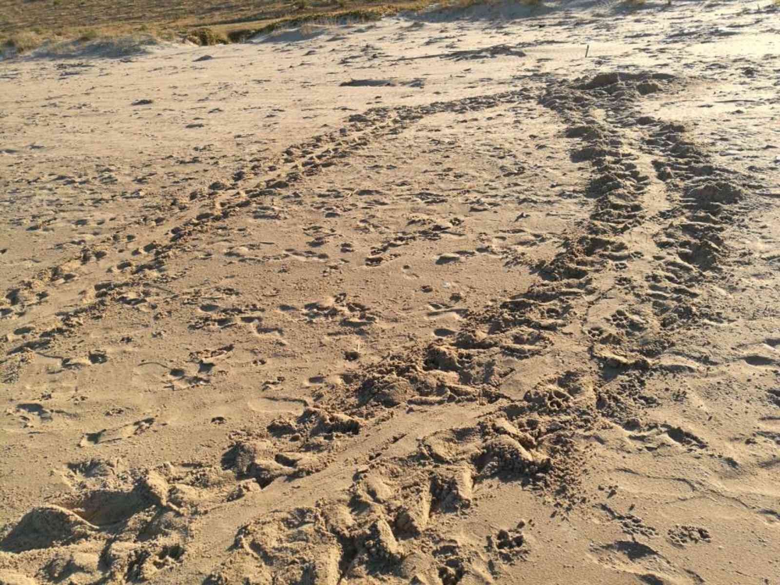 Menfi. Caretta Caretta è arrivata questa notte a Lido Fiori