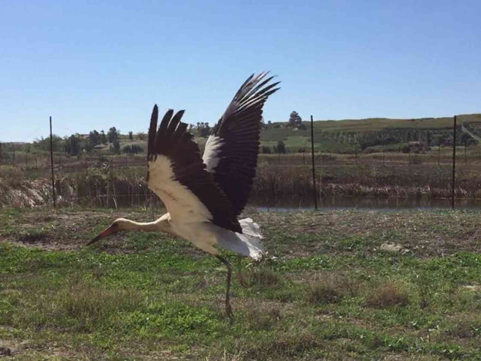 Menfi. Il WWF libera un esemplare di Cicogna