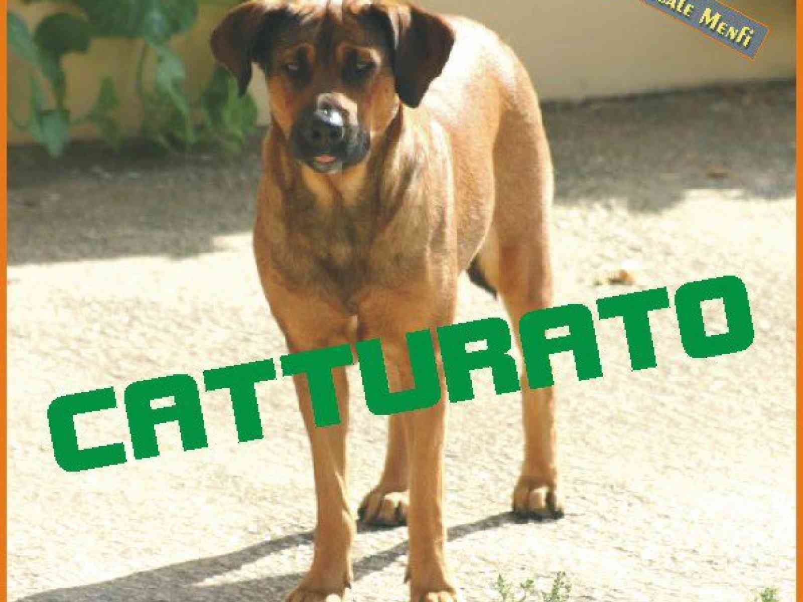 Catturato il cane randagio protagonista delle aggressioni in zona di Via I Ragazzi del '99