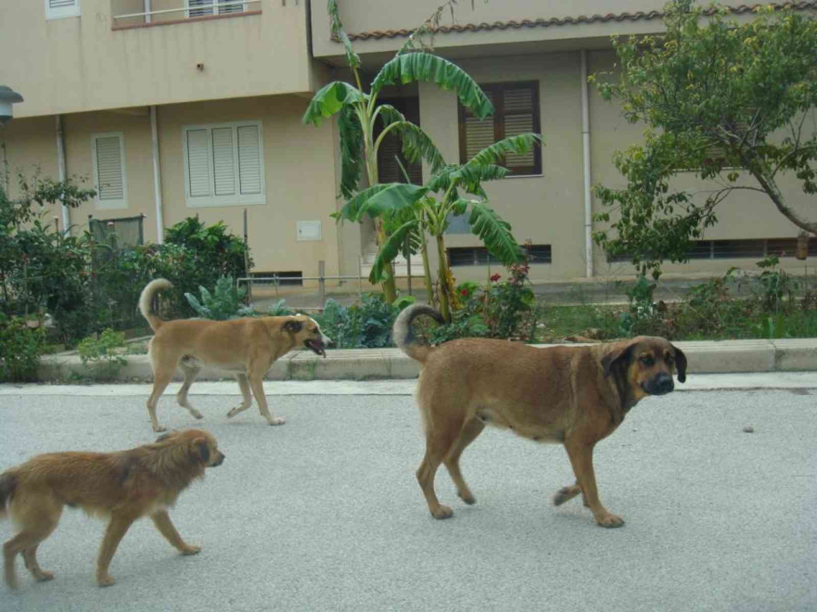 Menfi - Randagio aggredisce una bambina:Paura tra gli abitanti della zona trasferimento