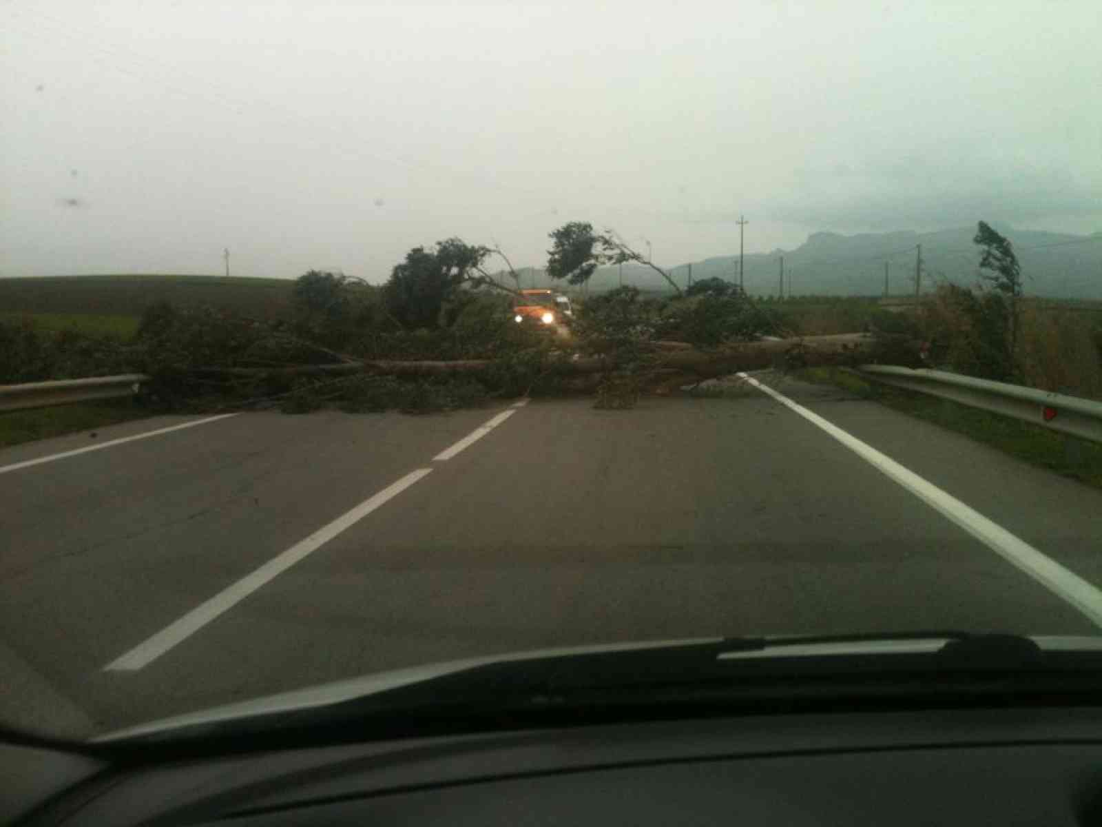 Il maltempo e l'inizio della conta dei danni. Albero cade nella Fondovalle