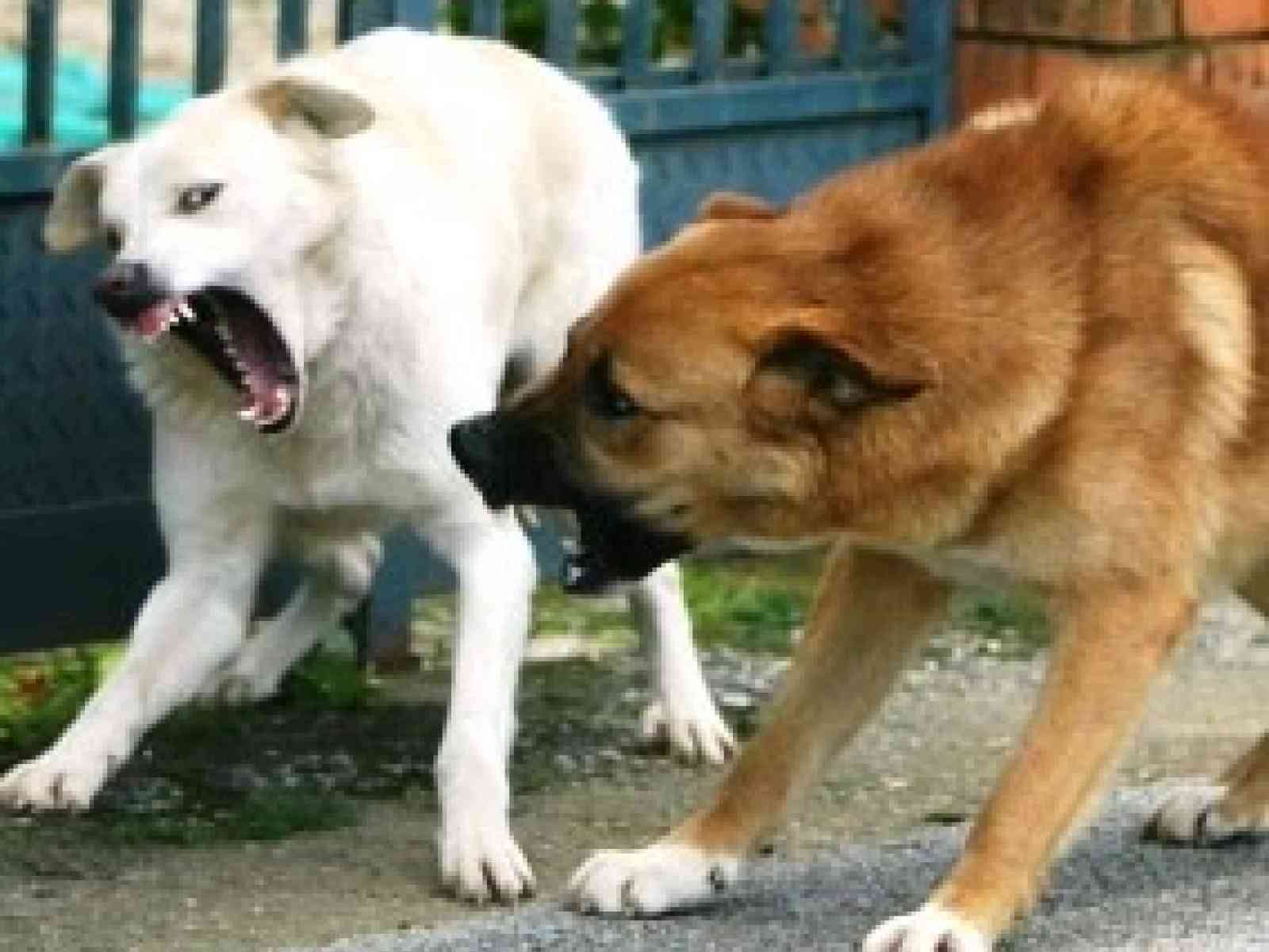 Randagismo: vecchi problemi e nuove proposte