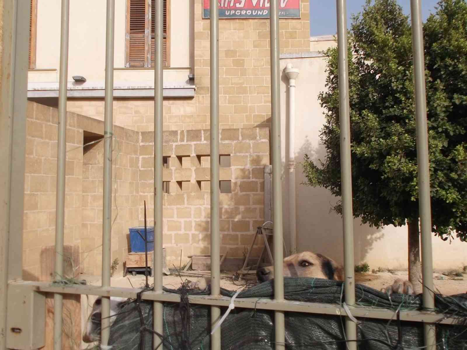 Salemi, Centro Kim trasformato in canile: la denuncia del partito della rivoluzione