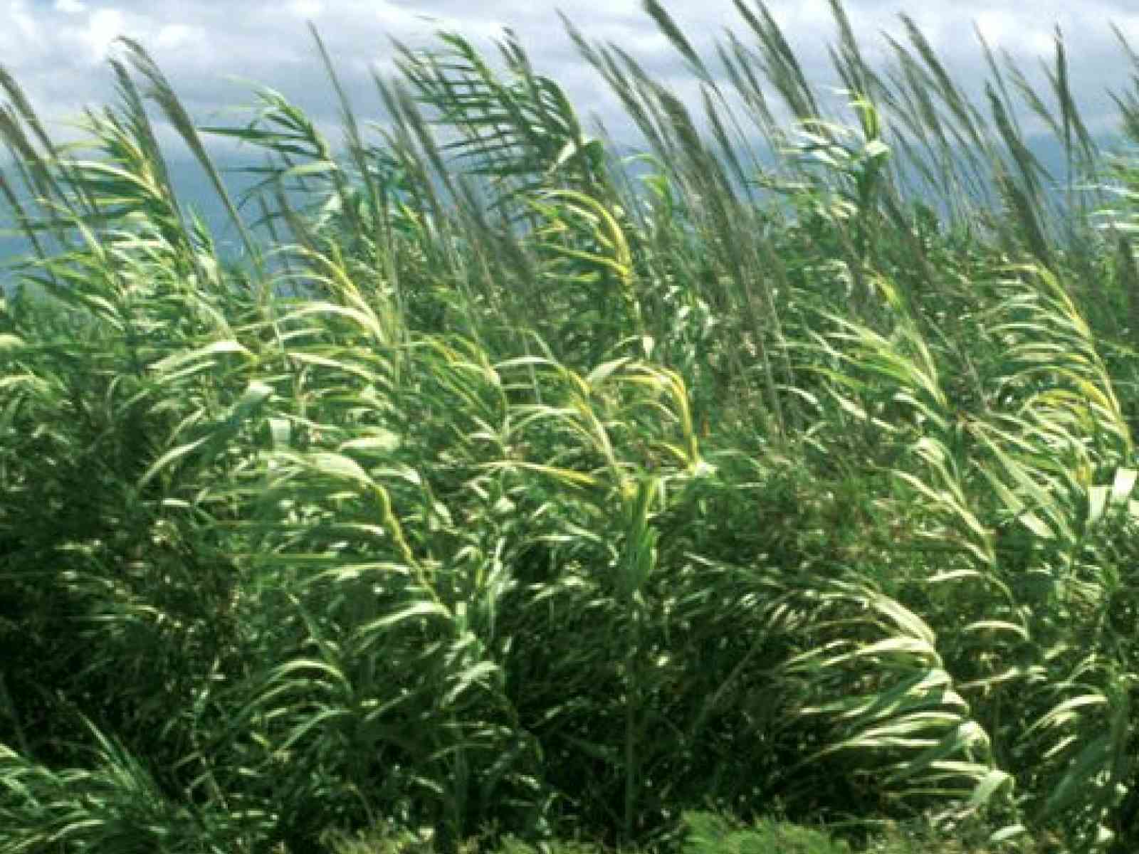 Bioetanolo: carburante meno costoso, città meno inquinate