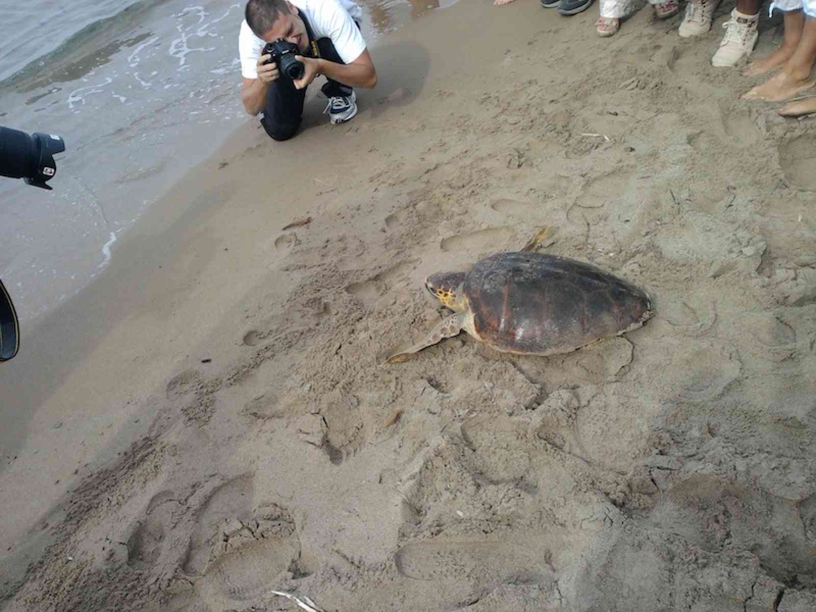 Nido Caretta Caretta di Menfi: appello del WWF, “Si cercano volontari!“