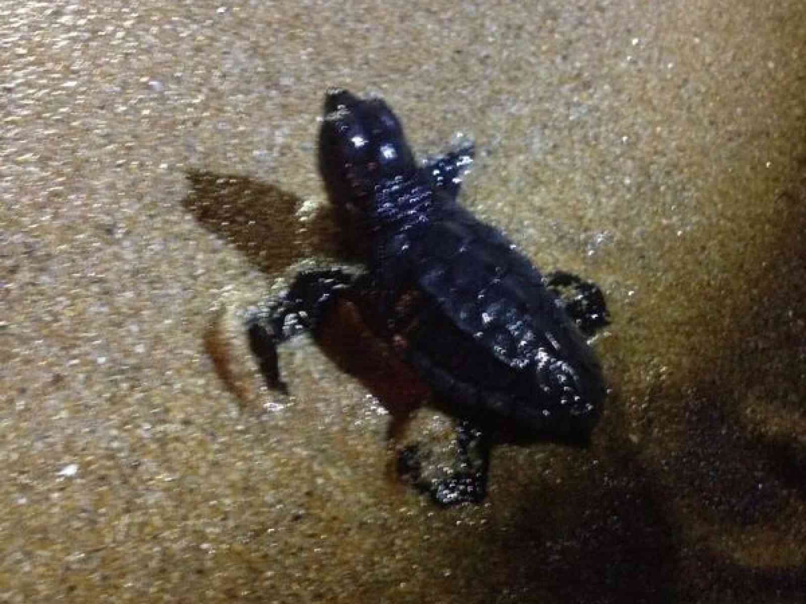 Menfi. VIDEO. Nate 22 tartarughe Caretta Caretta a Capparrina. Lo spettacolo continua