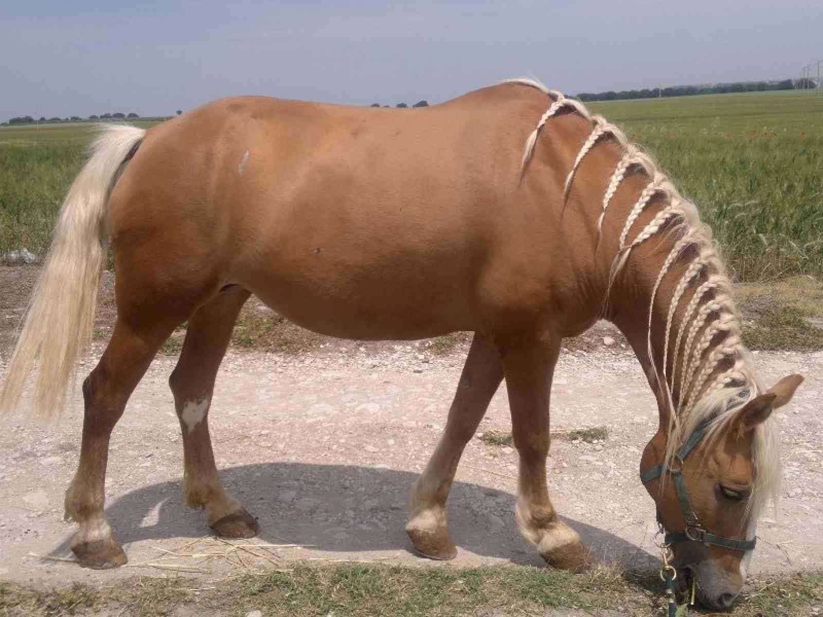 Stupra cavalla incinta provocandole la morte, condannato a due anni