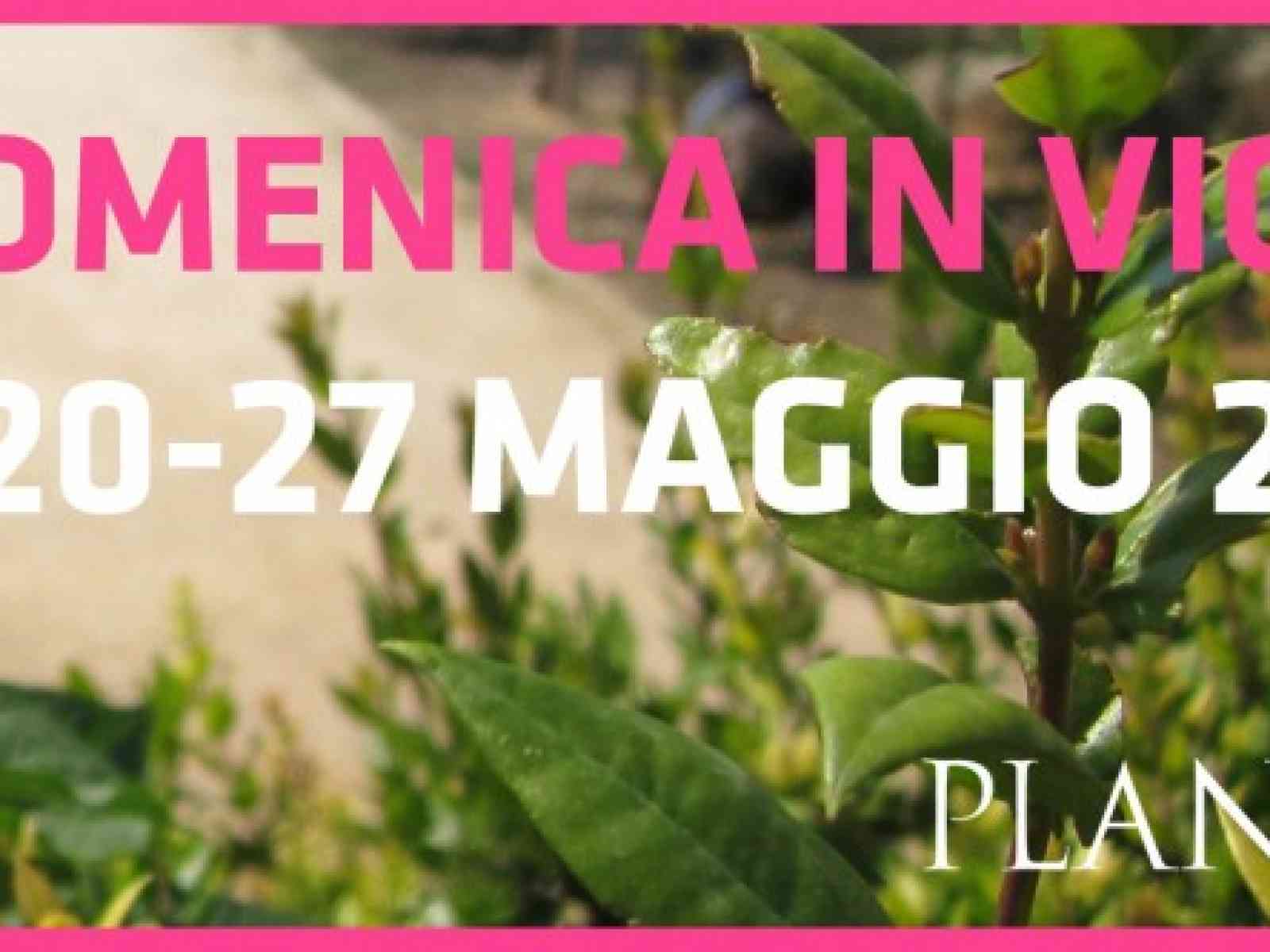 Domenica in vigna: l'appuntamento con Planeta