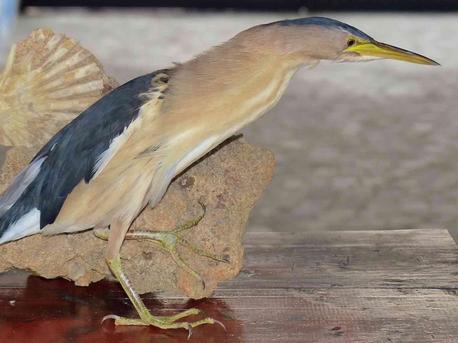 Menfi. Gli uomini della forestale salvano un esemplare di “Tarabusino”