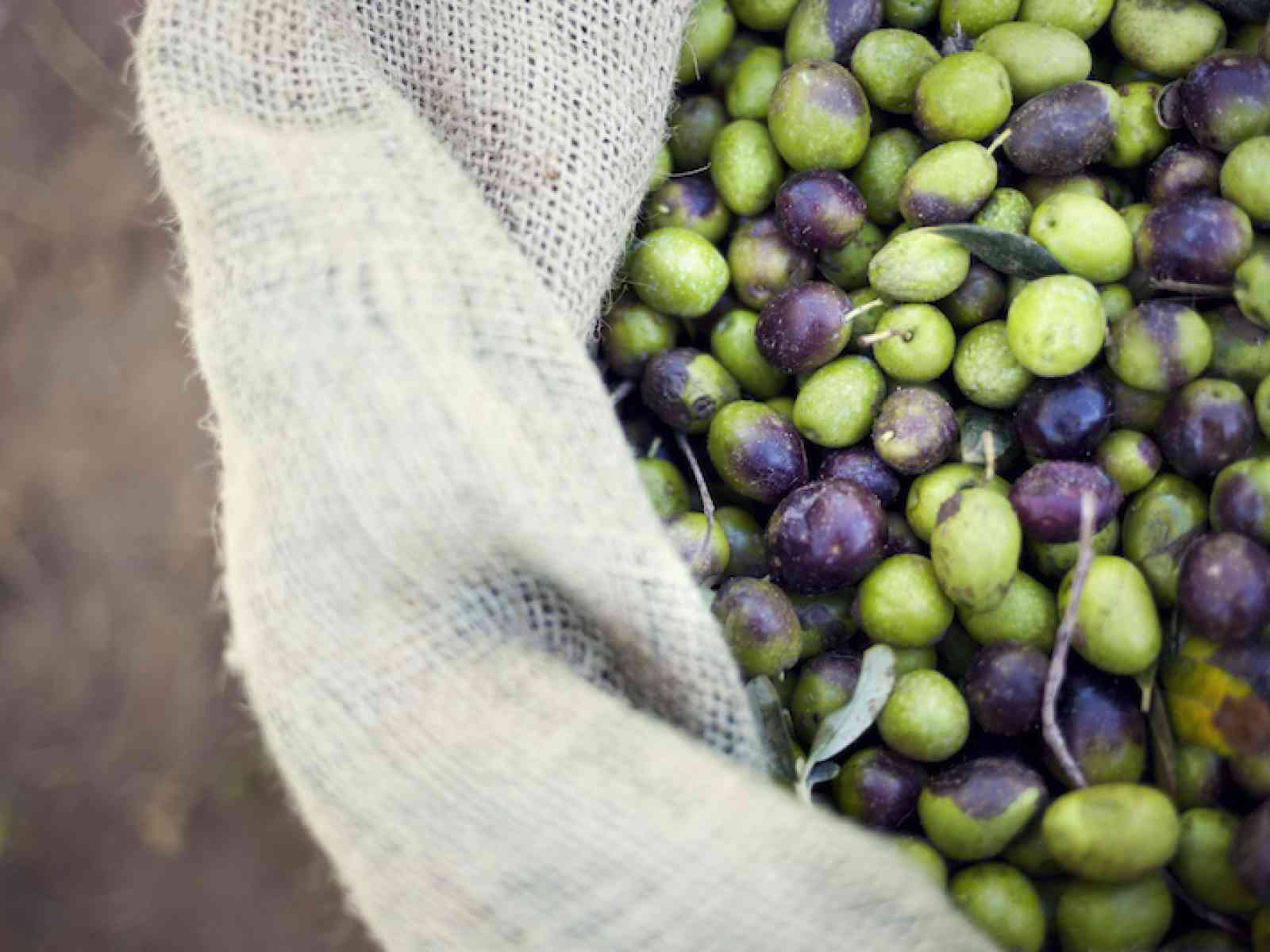 Tutto pronto per Extra Vergine Menfi 2014. Dal 31 ottobre al 2 novembre