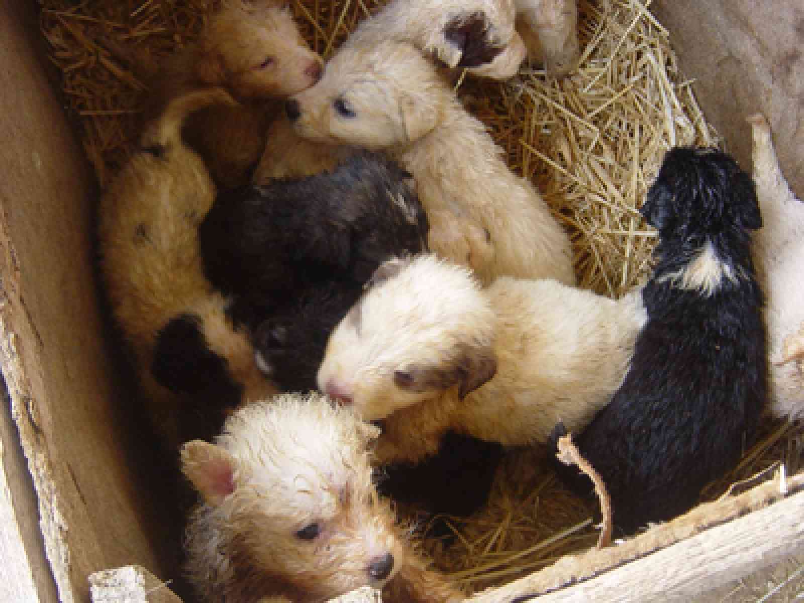 9 cuccioli abbandonati davanti al comune. Il sindaco: “Chi sa qualcosa parli“