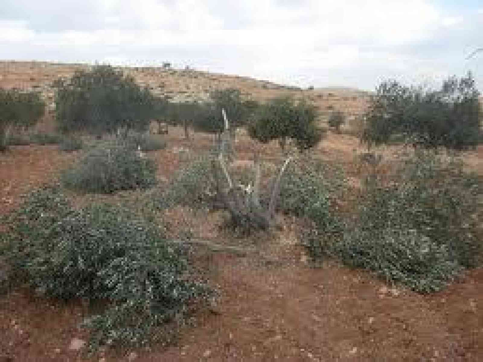 Tagliati 100 alberi d'ulivo ad un dipendente comunale